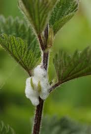 Attēlu rezultāti vaicājumam “Philaenus spumarius nymph”