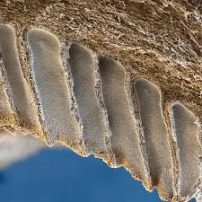 Attēlu rezultāti vaicājumam “Polyporus brumalis”