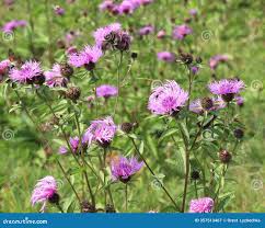 Attēlu rezultāti vaicājumam “Centaurea phrygia”