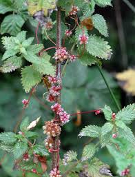 Attēlu rezultāti vaicājumam “Cuscuta europaea flower”