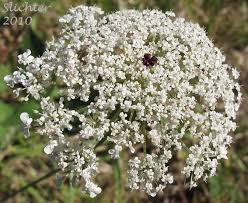 Attēlu rezultāti vaicājumam “Daucus sativus flower”