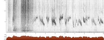 Image result for Melanocorypha yeltoniensis