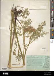 Attēlu rezultāti vaicājumam “Peucedanum palustre fruit”