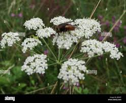 Attēlu rezultāti vaicājumam “Peucedanum oreoselinum flower”