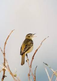 Attēlu rezultāti vaicājumam “Acrocephalus schoenobaenus adult”