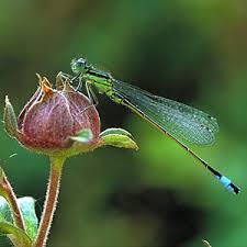 Attēlu rezultāti vaicājumam “Ischnura elegans”