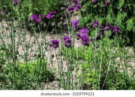 Attēlu rezultāti vaicājumam “Centaurea scabiosa bud”