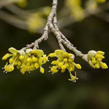 Attēlu rezultāti vaicājumam “Cornus mas flower”