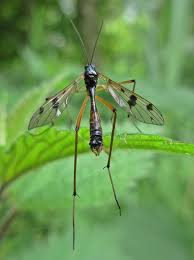 Attēlu rezultāti vaicājumam “Ptychoptera sp. female”