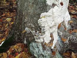 Attēlu rezultāti vaicājumam “Brefeldia maxima”