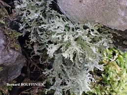 Attēlu rezultāti vaicājumam “Ramalina pollinaria”