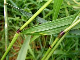 Attēlu rezultāti vaicājumam “Festuca gigantea”