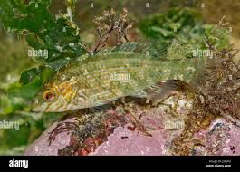 Image result for Symphodus melops
