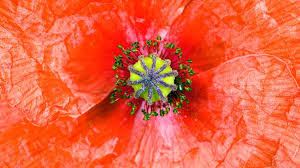 Attēlu rezultāti vaicājumam “Papaveraceae”