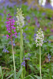 Attēlu rezultāti vaicājumam “Orchis mascula bud”