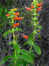 Image result for Sinningia