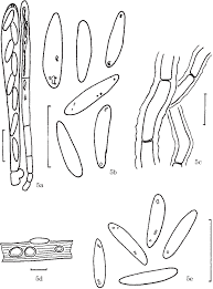 Attēlu rezultāti vaicājumam “Mollisia cinerea”