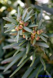 Attēlu rezultāti vaicājumam “Taxus baccata bud”