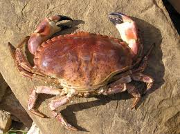 Image result for Cancer pagurus