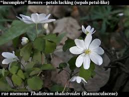 Attēlu rezultāti vaicājumam “Isopyrum thalictroides fruit”