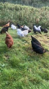 Image result for Bollington & Royal Oak Angling Society