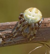 Attēlu rezultāti vaicājumam “Araneus quadratus female”