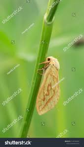 Attēlu rezultāti vaicājumam “Hepialus sylvina female”