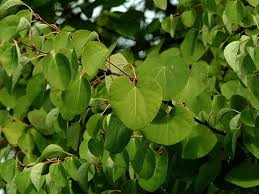 Attēlu rezultāti vaicājumam “Cercidiphyllum japonicum fruit”