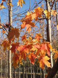 Attēlu rezultāti vaicājumam “Acer saccharinum”