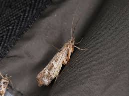 Attēlu rezultāti vaicājumam “Glyphotaelius pellucidus”