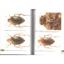 Attēlu rezultāti vaicājumam “Byrrhidae”