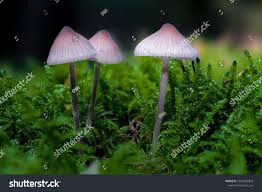 Attēlu rezultāti vaicājumam “Mycena purpureofusca”