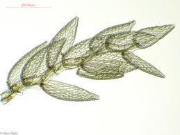 Attēlu rezultāti vaicājumam “Sphagnum tenellum”