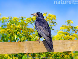 Attēlu rezultāti vaicājumam “Corvus frugilegus”