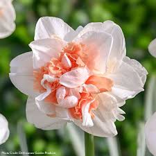 Attēlu rezultāti vaicājumam “Narcissus”