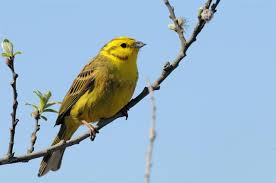 Attēlu rezultāti vaicājumam “Emberiza citrinella”