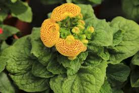 Image result for Calceolaria integrifolia