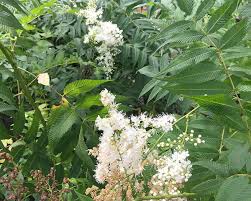 Attēlu rezultāti vaicājumam “Sorbaria sorbifolia flower”