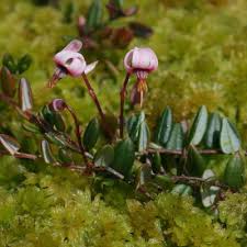 Attēlu rezultāti vaicājumam “Oxycoccus microcarpus leaf”