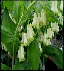Attēlu rezultāti vaicājumam “Polygonatum odoratum flower”