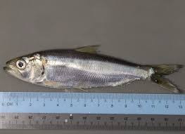 Image result for Alosa mediocris