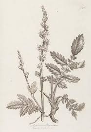 Attēlu rezultāti vaicājumam “Agrimonia eupatoria leaf”
