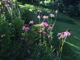 Image result for Echinacea pallida