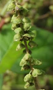 Attēlu rezultāti vaicājumam “Ambrosia artemisiifolia bud”
