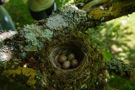 Attēlu rezultāti vaicājumam “Muscicapa striata nest”