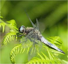 Attēlu rezultāti vaicājumam “Libellula fulva”