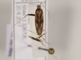 Attēlu rezultāti vaicājumam “Phytocoris sp.”