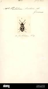 Attēlu rezultāti vaicājumam “Tetratomidae”