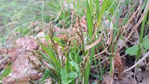 Attēlu rezultāti vaicājumam “Carex digitata flower”