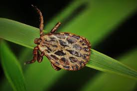 Attēlu rezultāti vaicājumam “Dermacentor reticulatus female”